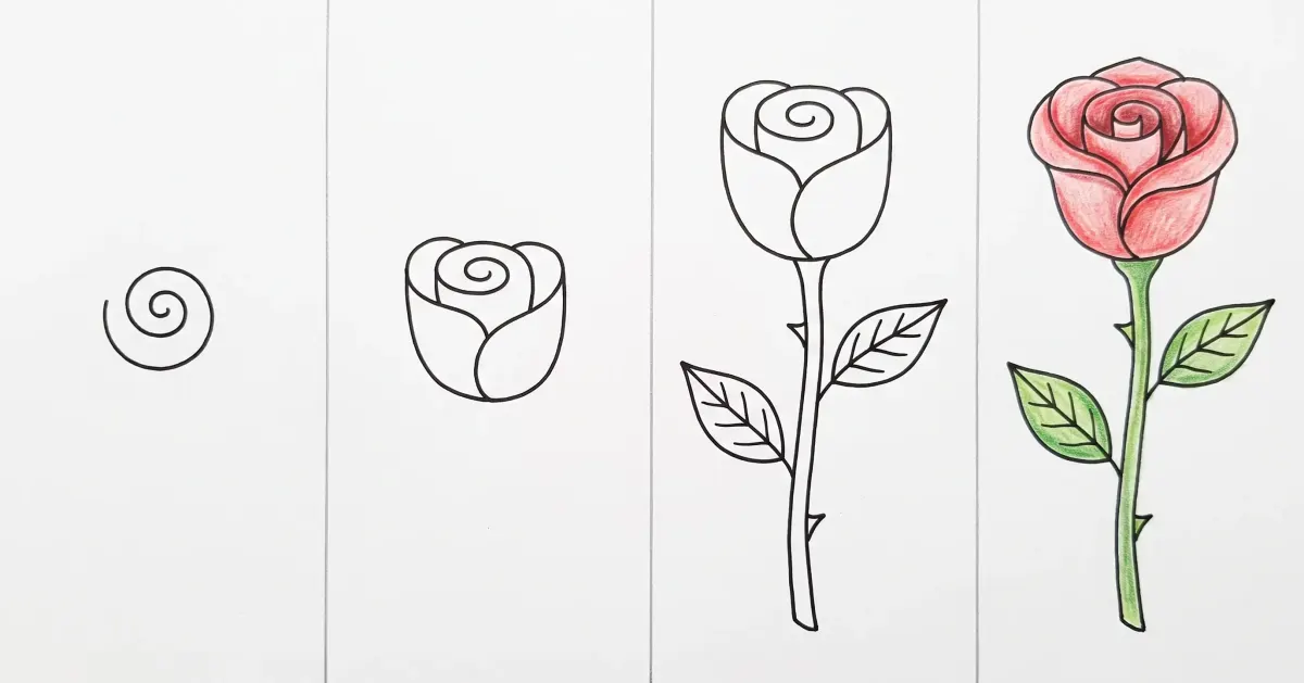 Dessin de rose facile en 4 étapes : une spirale, les pétales en forme de coupe, la tige, les feuilles et les épines, puis la rose rouge coloriée aux crayons de couleur
