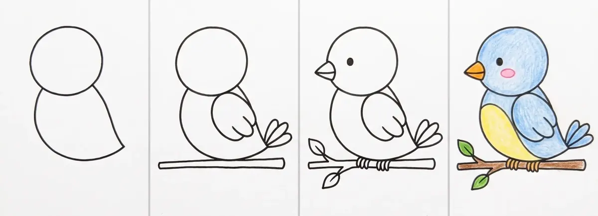 Easy bird drawing in 4 steps: a circle and a teardrop, the wing, tail and branch, the beak, eye and feet, then the blue bird with a yellow belly colored on its branch