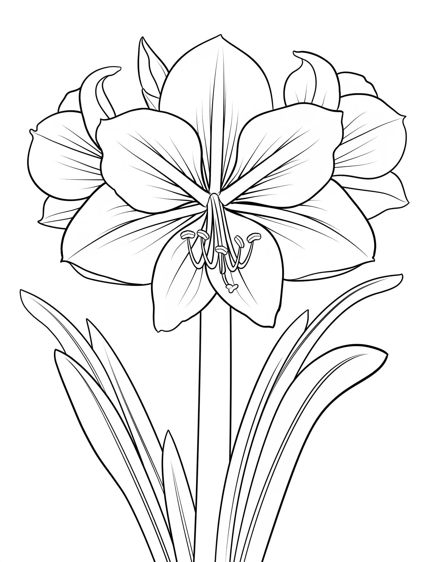 Amaryllis Royale en Splendeur — Coloriage fleur à imprimer gratuitement