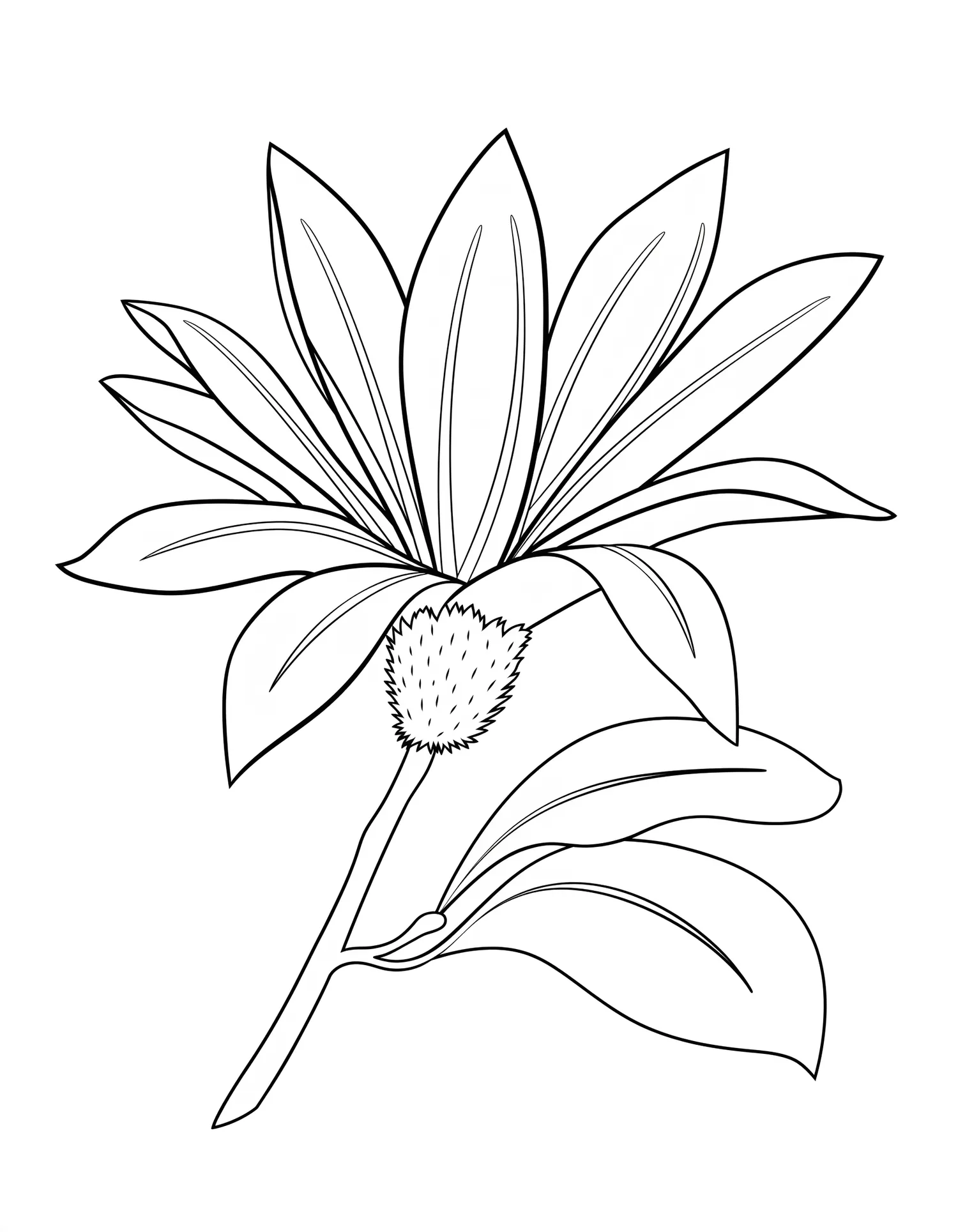 Magnolia Étoilé en Éclosion — Coloriage fleur à imprimer gratuitement