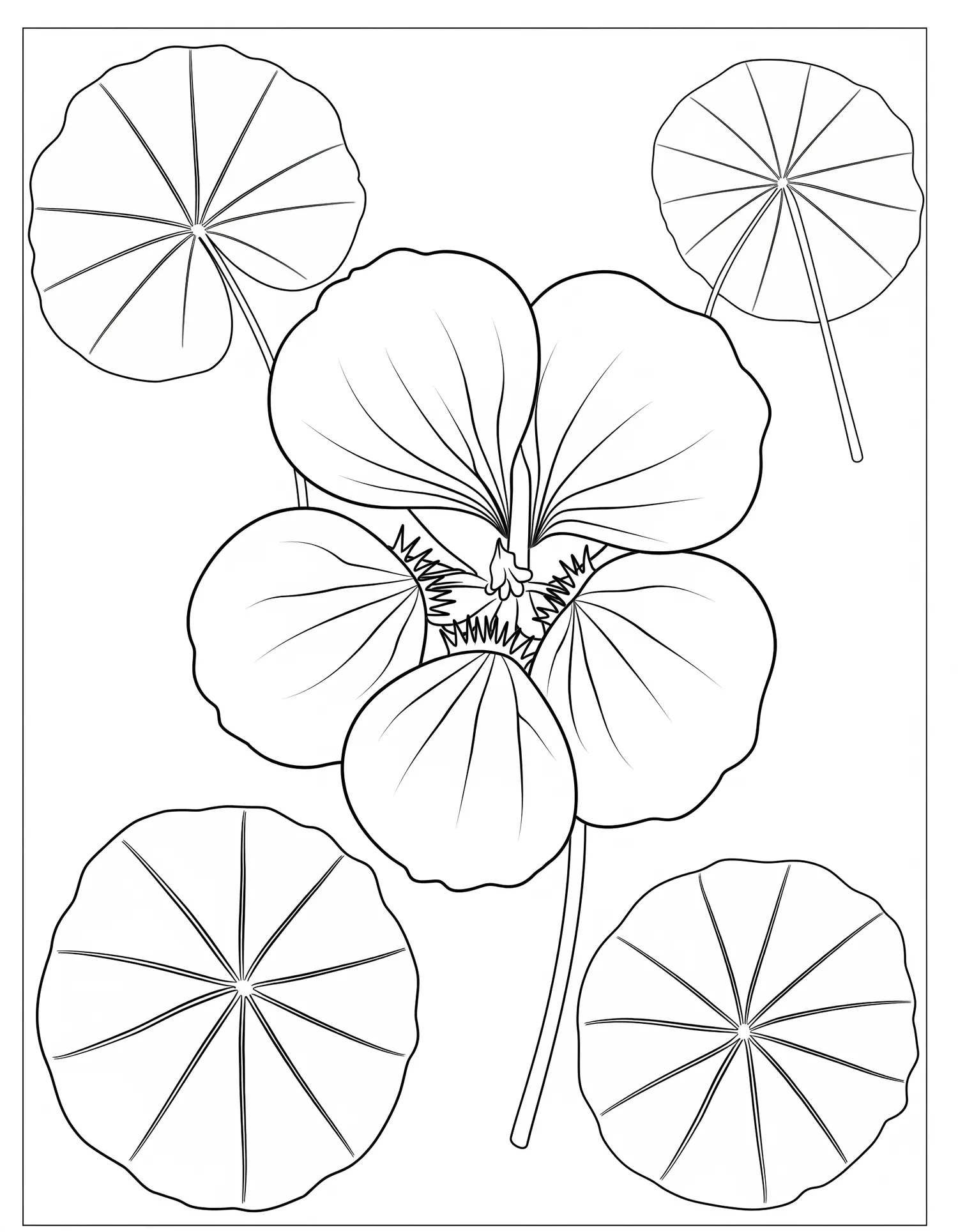 Capucine Vue de Dessus — Coloriage fleur à imprimer gratuitement