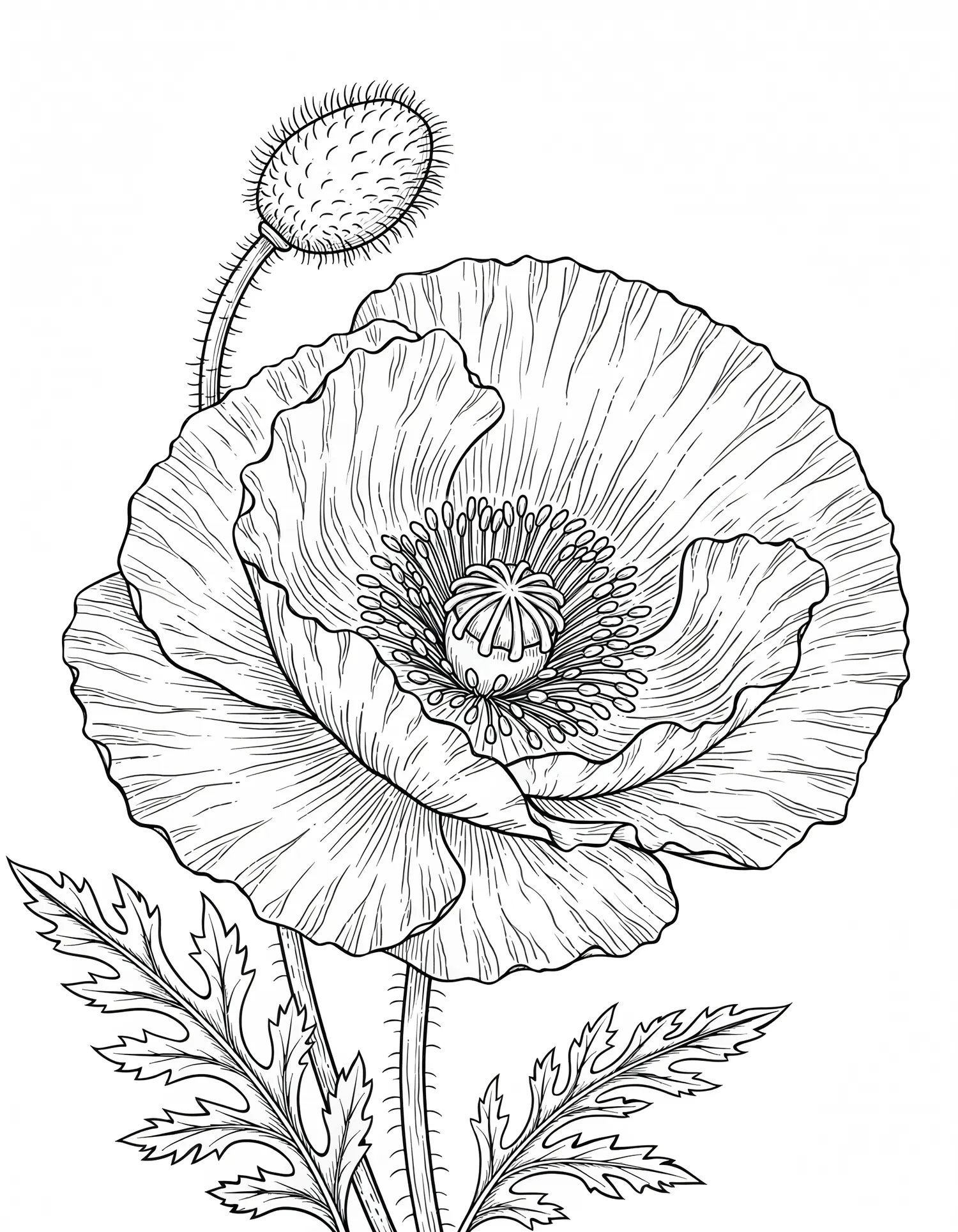 Pavot d'Orient Froissé — Coloriage fleur à imprimer gratuitement
